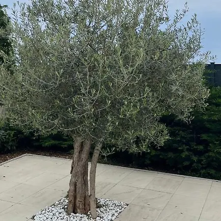 בית נופש Hisa Oljka Novigrad Novigrad Istria